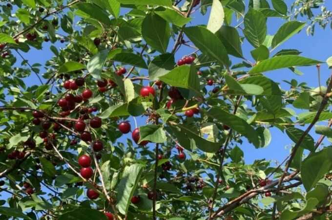Агроном Ганичкина указала на культуры, которые больше всего страдают от заморозков